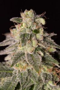 Shark Shock CBD - 5pack