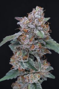 SherBacio OG Auto - 5-pack