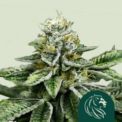 sherbet-queen-royal-queen-seeds-amsterdam-seed-center