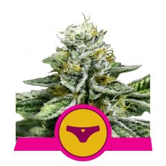 sherbet-queen-royal-queen-seeds-amsterdam-seed-center