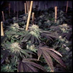 Shiatsu Kush - 12PACK