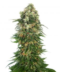 shiva-skunk-autoflowering-sensi-seeds