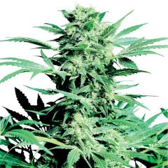 Shiva Skunk  - Regular Seeds