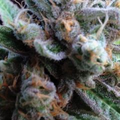 Silver Cheese - 5PACK