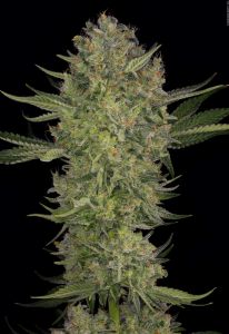 serious-kush-2-asc