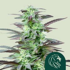 Skunk XL