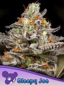 This one took a long time, but don't call Anesia Seeds lazy. They weren't sleeping. Sleepy Joe was a slow process involving selecting the most potent and aromatic Obama Kush and crossing it with the THC titan that is Nova OG. The result is an indica-domin