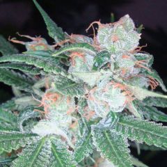 Sleestack x Skunk