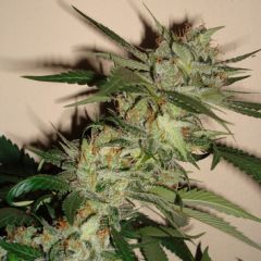 Sleestack x Skunk