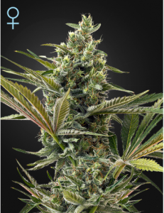 super-lemon-haze-auto-cbd-green-house-amsterdam-seed-center