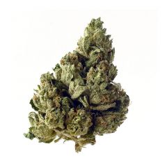 Choco Kush Auto