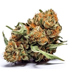Mango Kush - 5-pack