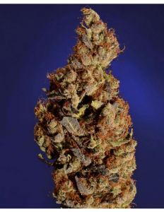 somari-10pack-reg-soma-seeds