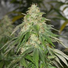 some-sweet-5pack-feminised-medical-seeds-amsterdam-seed-center