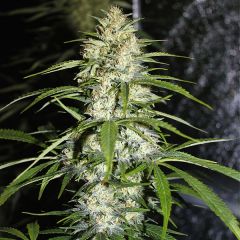 Sour Amnesia