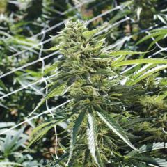 Sour Lemon OG