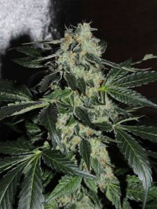 sour-power-og-6pack-feminised-karma-squad