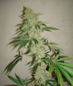 Sour Star