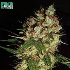 g13xblueberry-headband-regular-6pack-amsterdam-seed-center