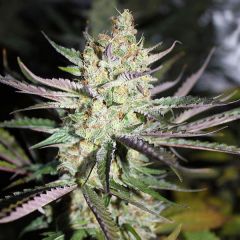 StarBerry