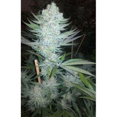 StarBud
