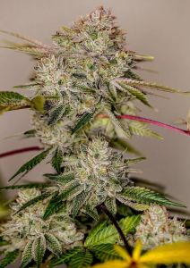 Sticky Dream - 5-pack