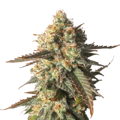Strawberry Chemdawg OG - 5-pack