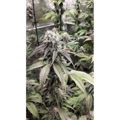 Strawberry Cookies - 5-pack