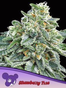 Strawberry Tree by Anesia Seeds is mostly sativa (80)% with a THC content of >34%. It is a Wedding Cake x Dosi-Orange #9 cross and has potent tastes and aromas of strawberries. It is a new strain by Anesia Seeds, a seed bank with a growing reputation for 