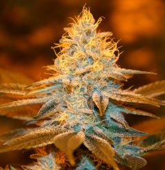 strawberry-glue-5pack-feminised-th-seeds