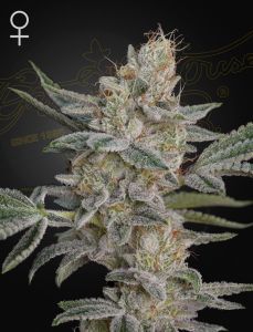 Super Lemon Haze x RS11 - 3-pack