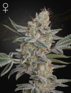 Super Lemon Haze x RS11
