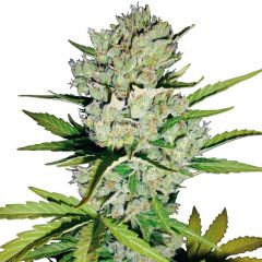 Super Skunk Automatic - 5pack