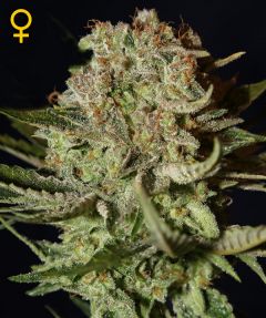 Super Bud