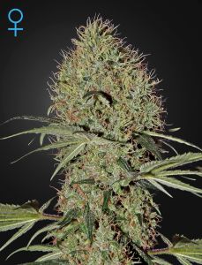 Super Bud Autoflowering - 5PACK