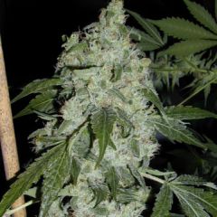 SuperGlue