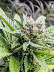 Super Marmelade - 5-pack