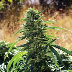 Super Sour OG