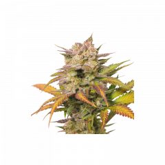 Auto Sweet Bourbon Kush - 5PACK