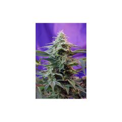Sweet Special Auto