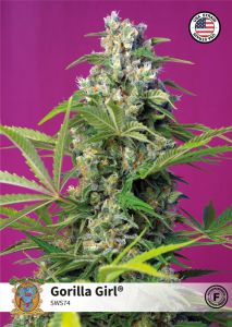 gorilla-girl-sweet-seeds-amsterdam-seed-center