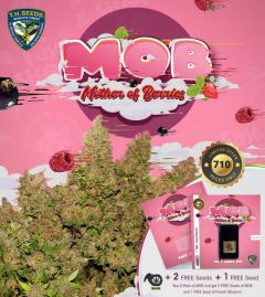 M.O.B - 5PACK