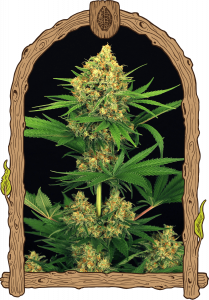 tangerine-kush-5pack-feminised-exotic-seeds-amsterdam-seed-center