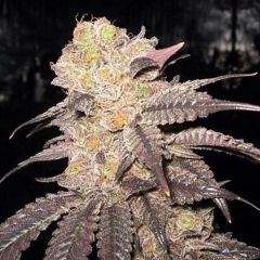 Purple Diesel - 6-pack