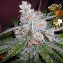 The Purps - 6PACK