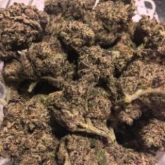 platinum-gelato-12pack-feminised-in-house-genetics-amsterdam-seed-center