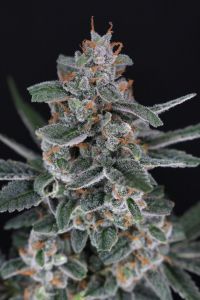 Tri-Whip Kush Auto - 5-pack