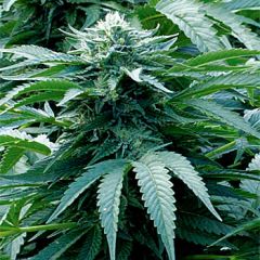 Trinity Kush