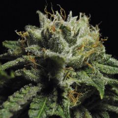 Tropical Delight - 5PACK