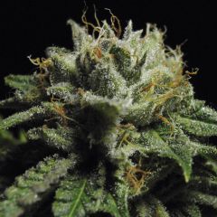 tropical-delight-rapid-5pack-dutch-delight-amsterdamseedcenter